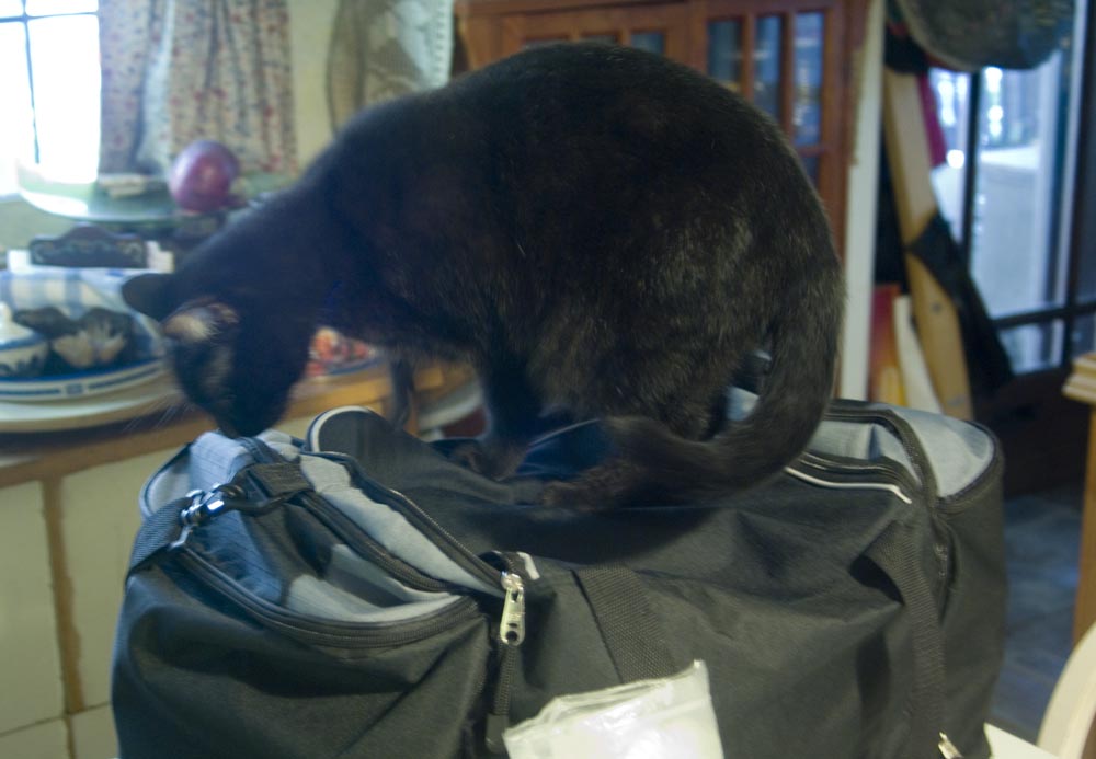 black cat on black bag