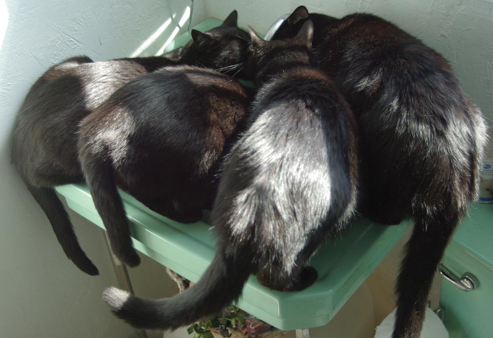 four black cats at green sink