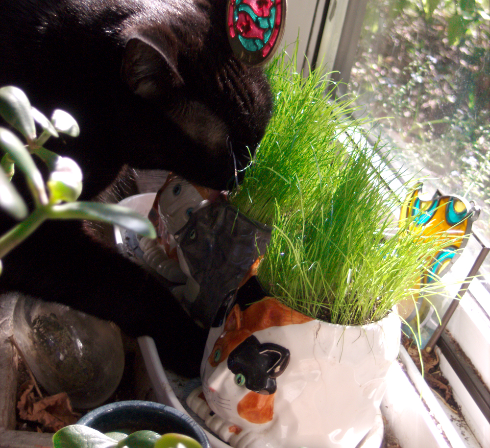 black cat snuffling grass