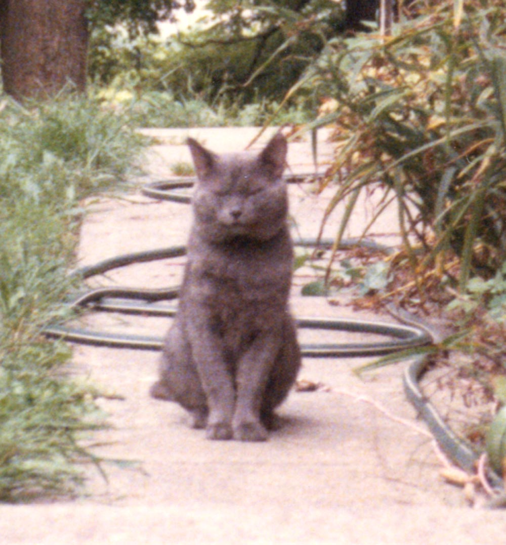 gray tom cat