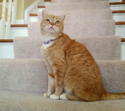 orange cat on steps.
