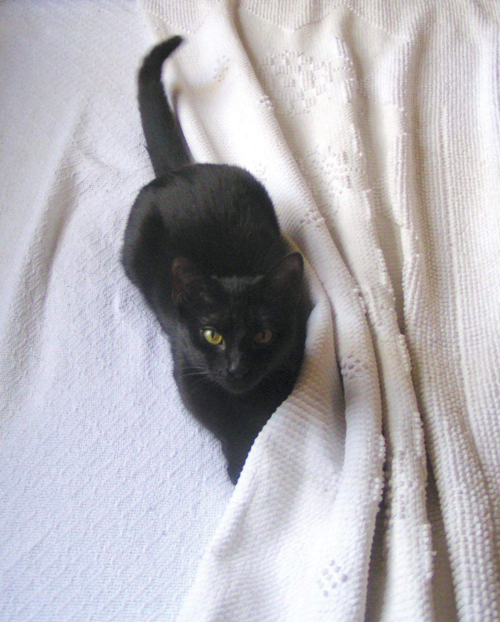 black cat on bed