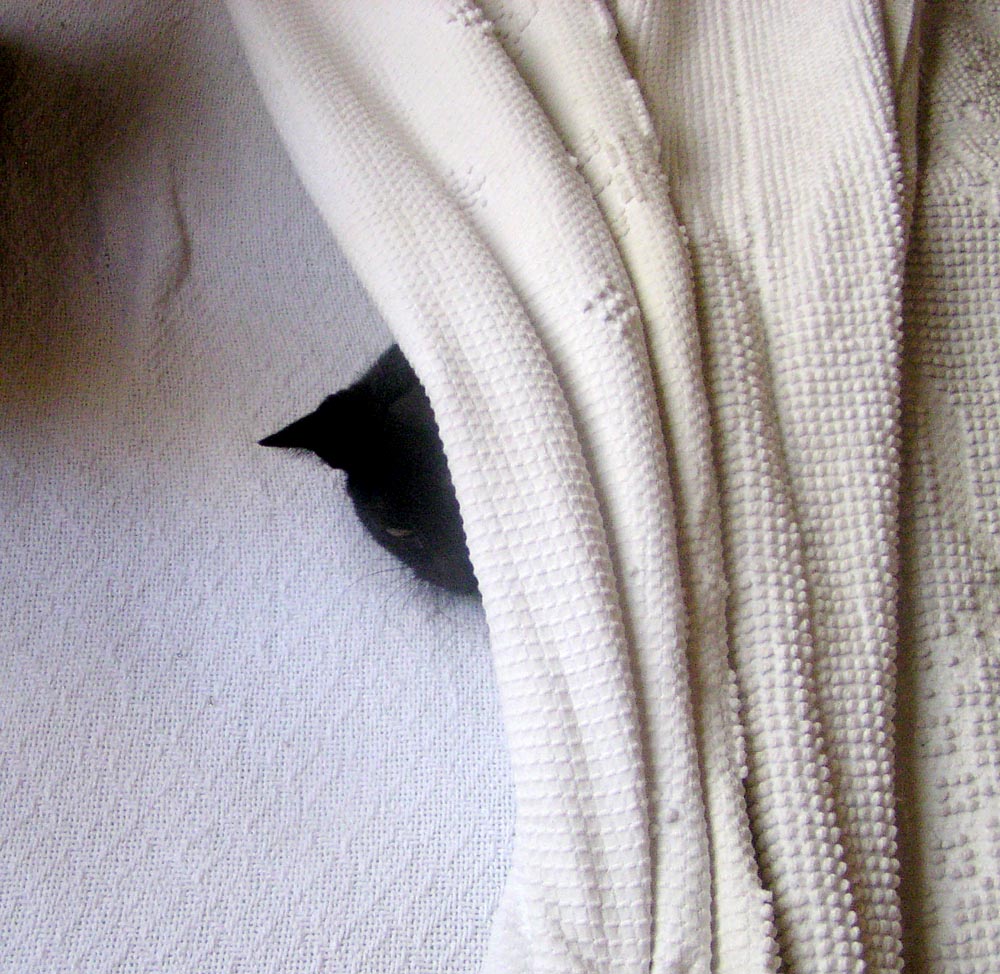 black cat under bedspread