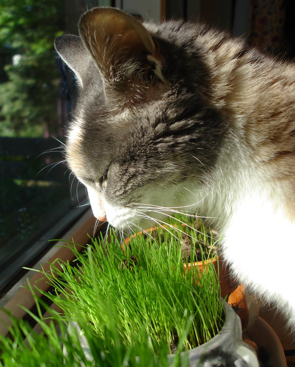 dilute calico cat eating grass