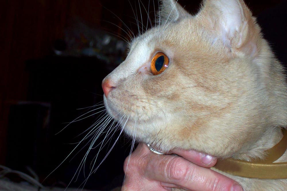 orange cat with orange eyes.
