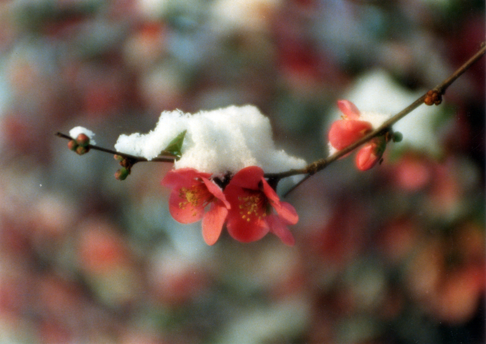 quince blossoms with snow