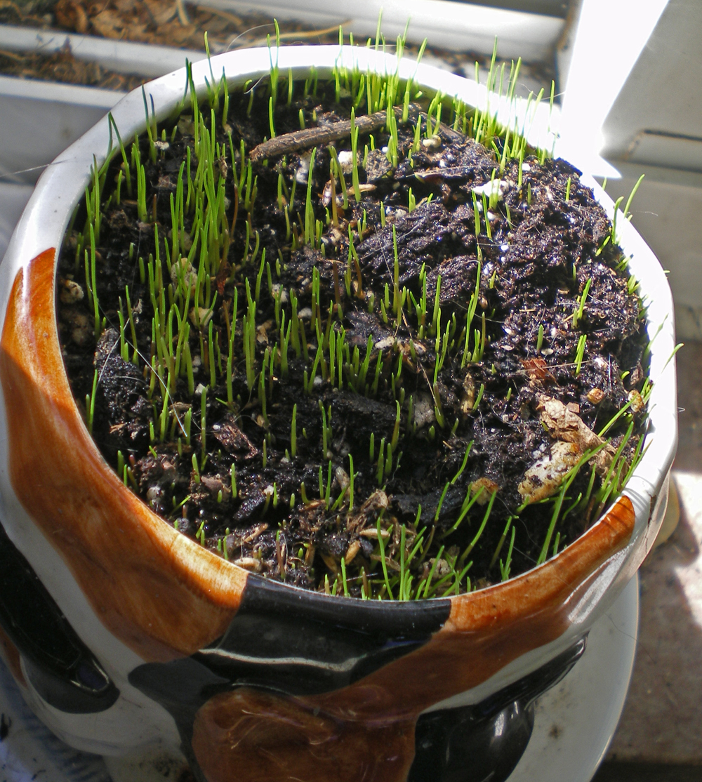grass sprouting