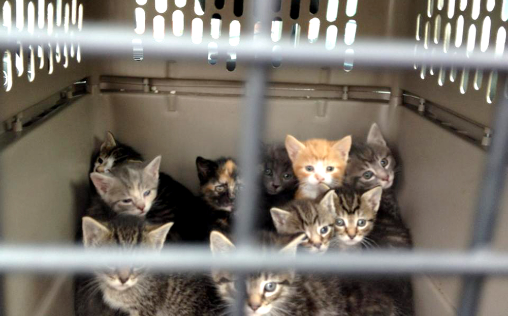 ten kittens in a carrier