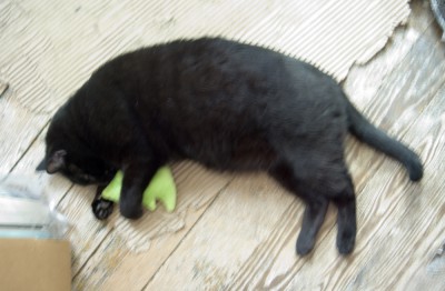 black cat with catnip toy.