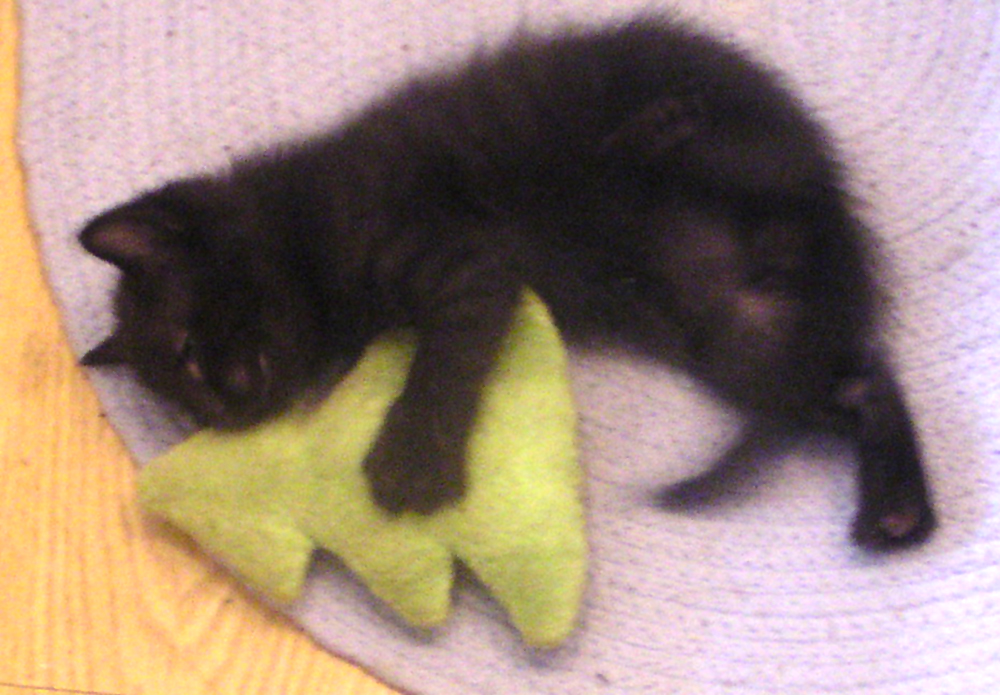 black kitten with catnip toy