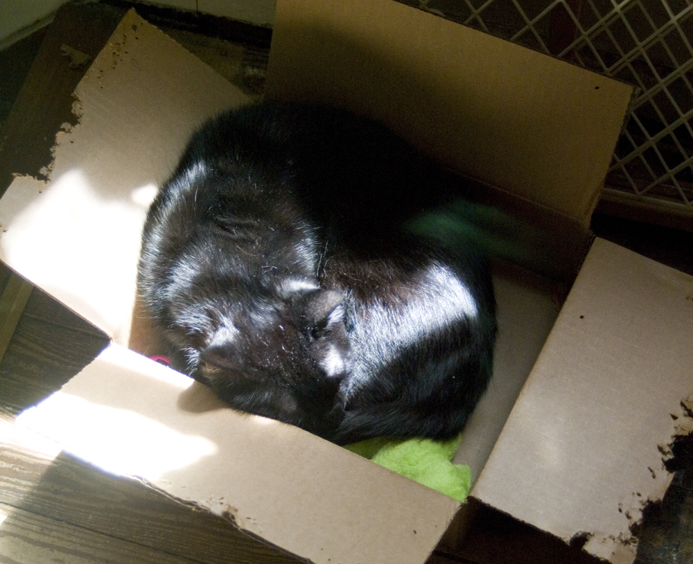 black cat sleeping in box