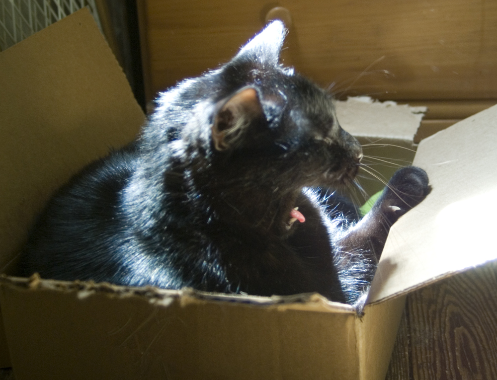 black cat yawning in box