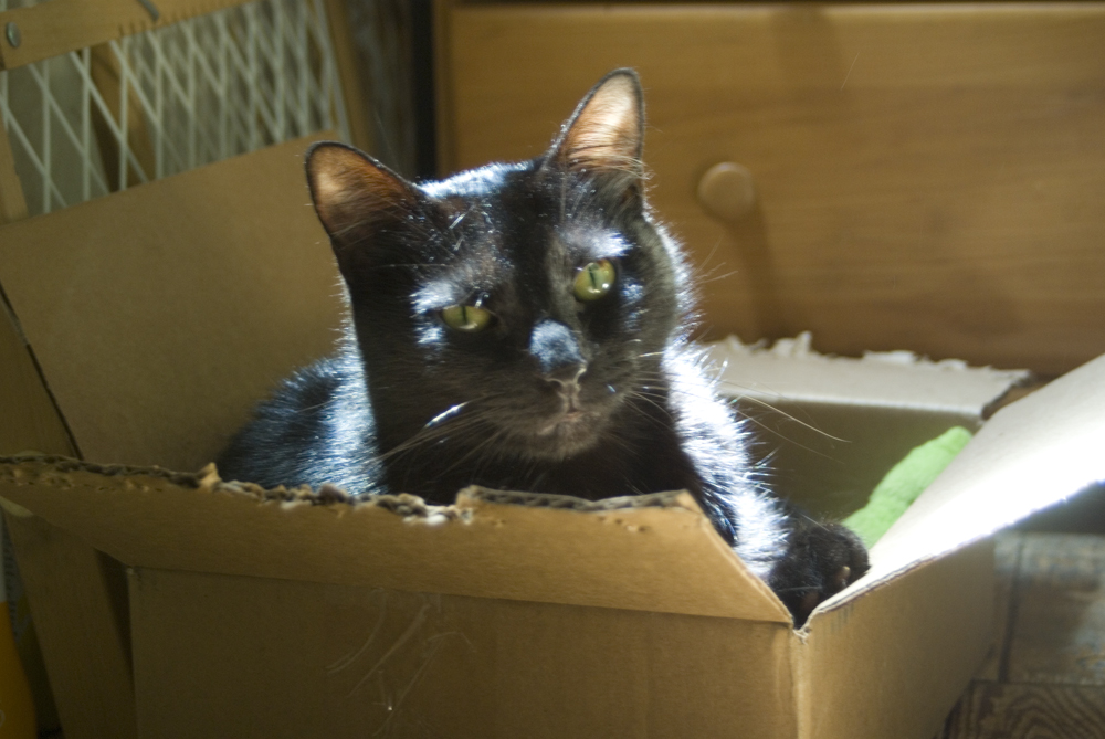 black cat in box.
