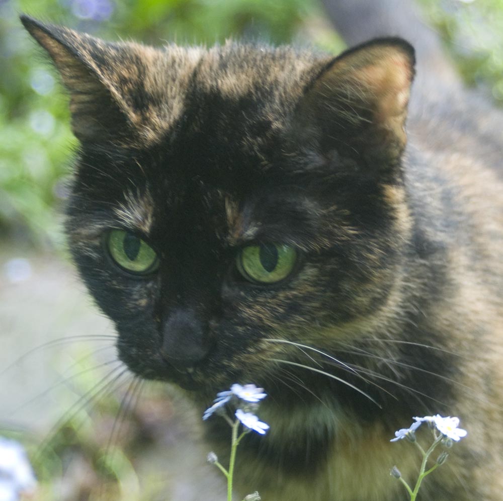 tortoiseshell cat with forget-me-nots