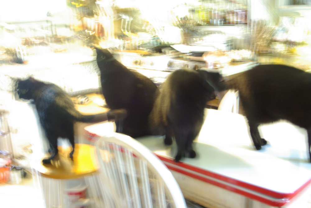 five black cats on table