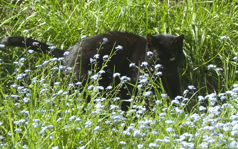 black cat in forget-me-nots