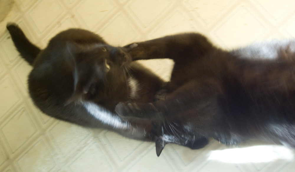 two black cats wrestling