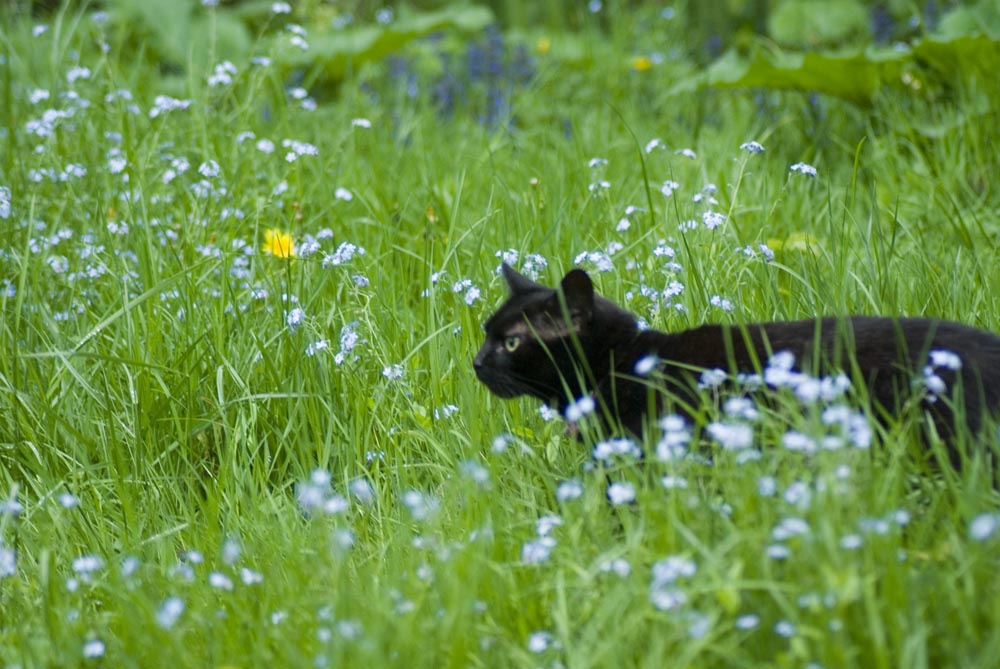 black cat walking through grass