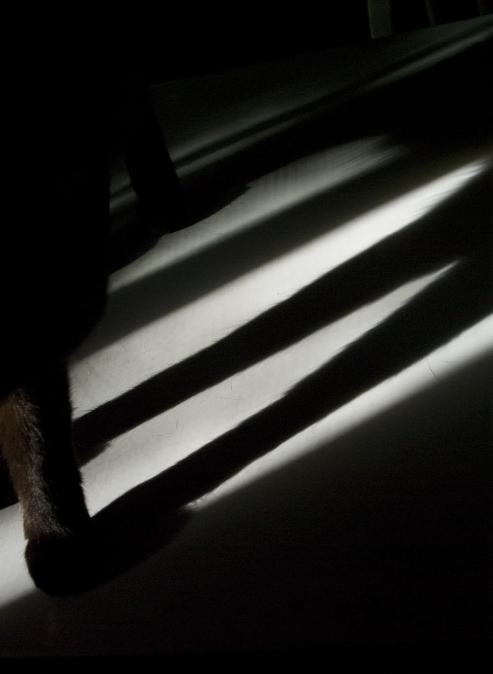 photo of cat's leg shadows