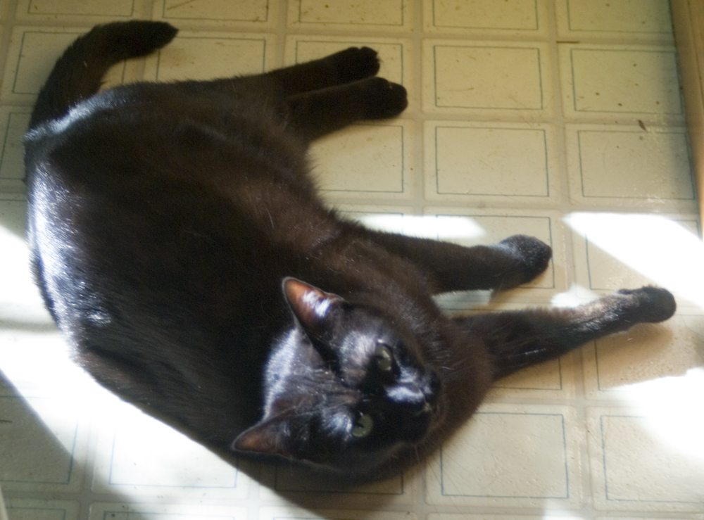 black cat on floor