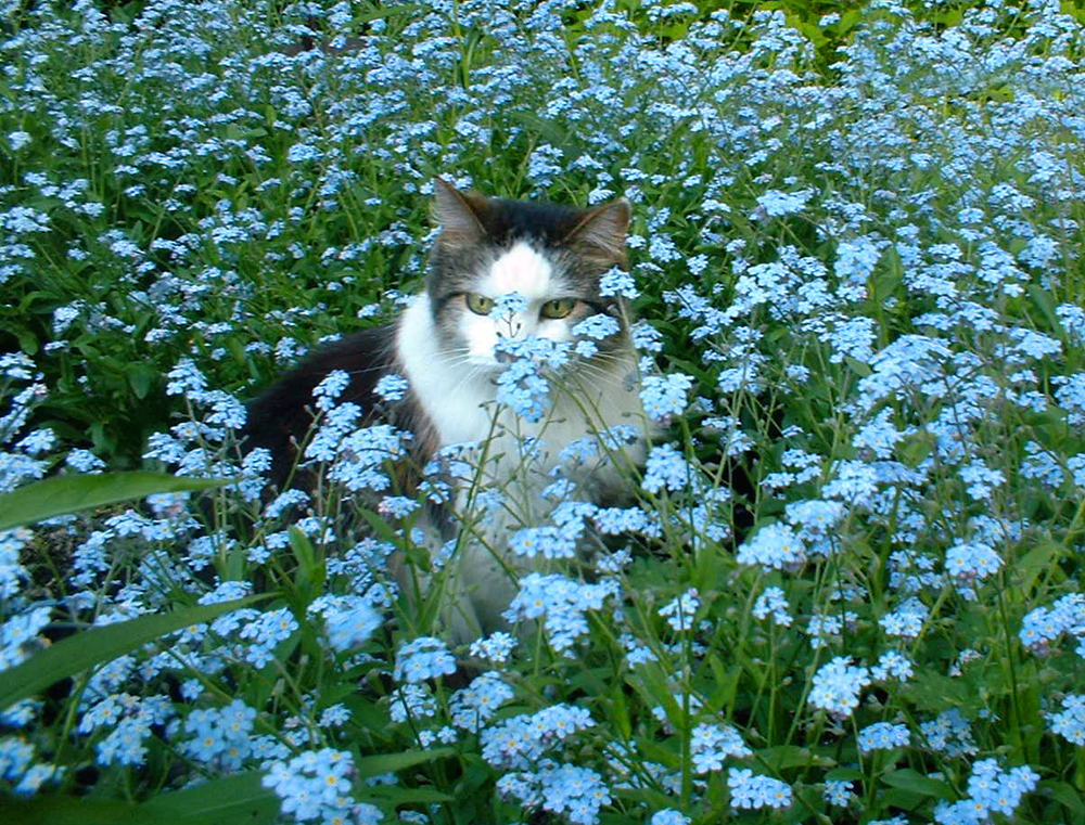 cat in flowers
