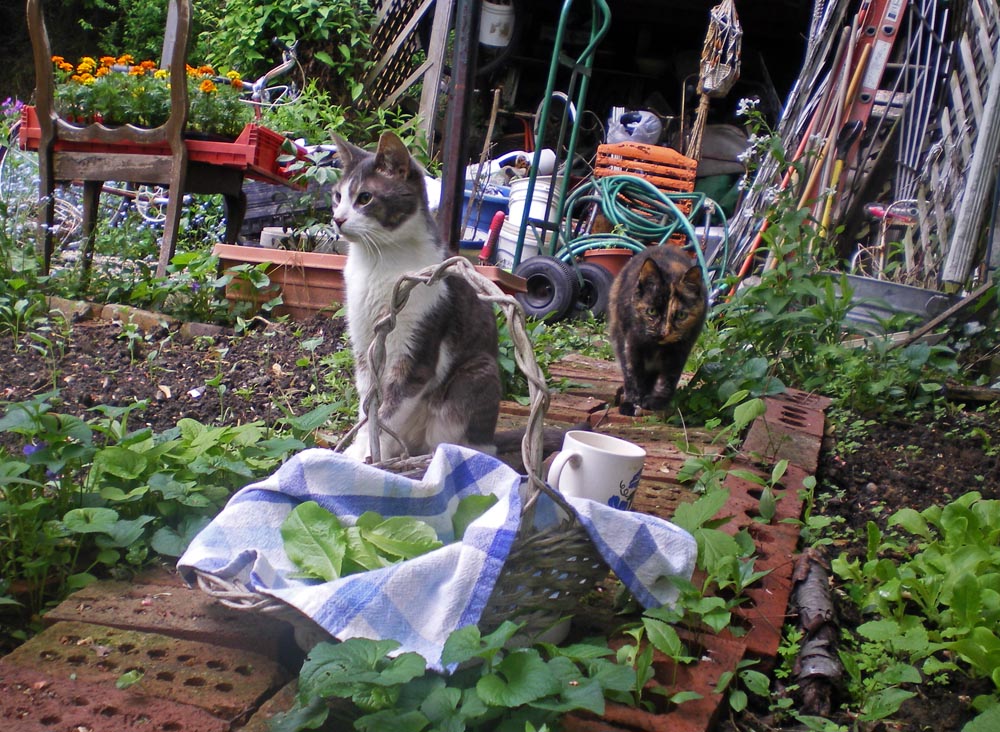 cats and garden
