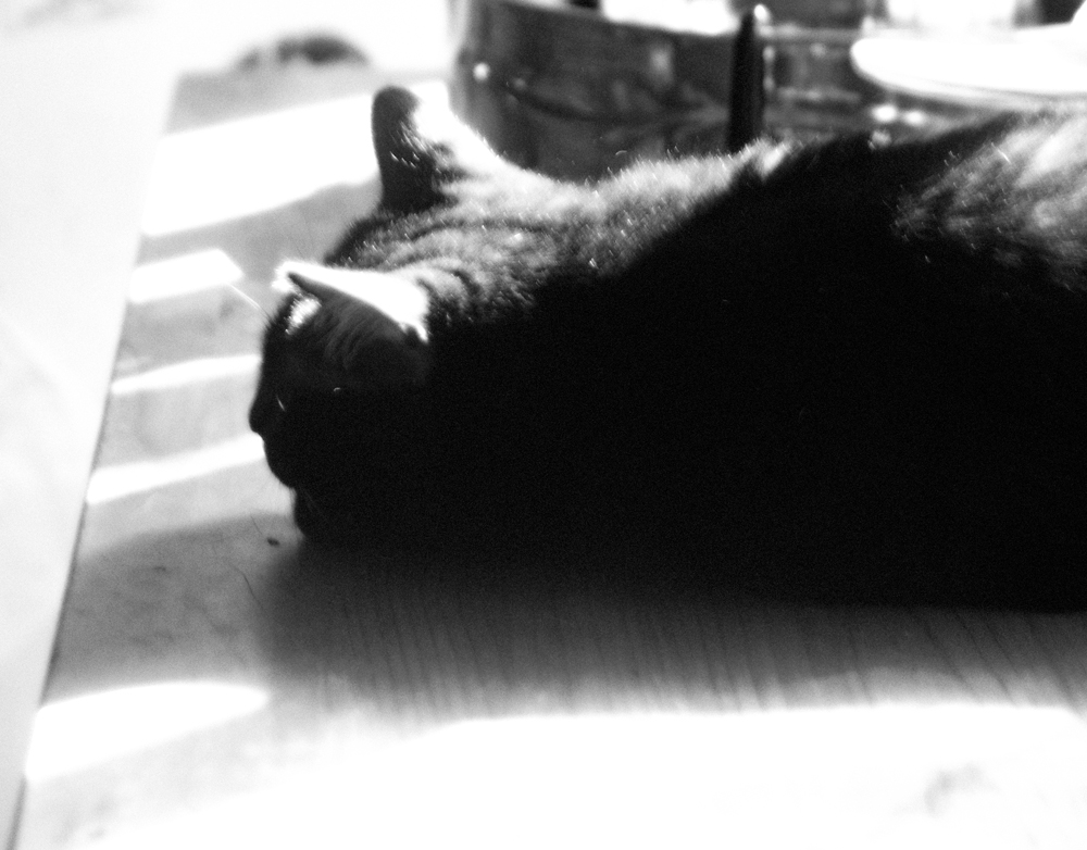 black cat in shadows