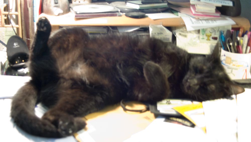 black cat on back on desk.
