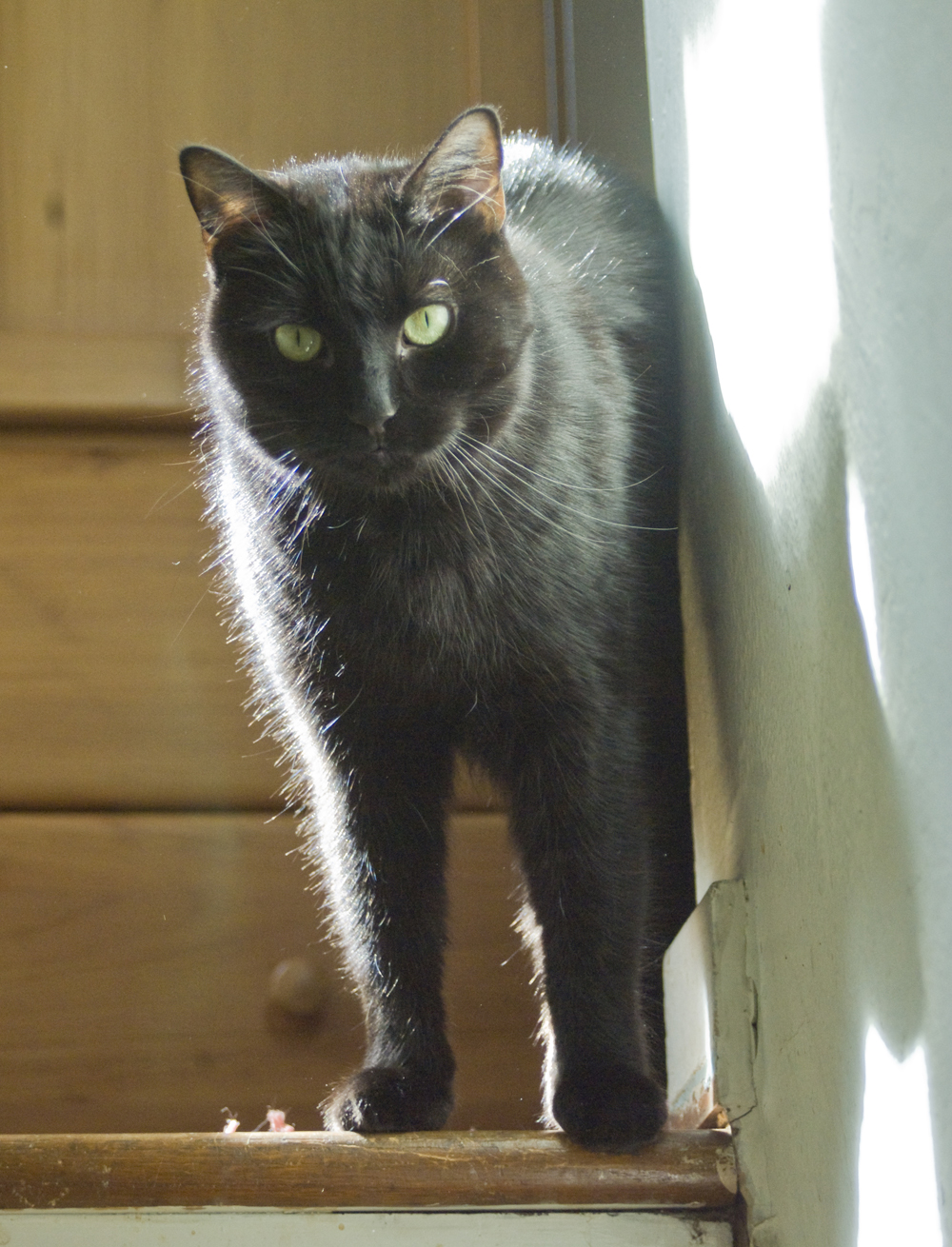black cat on steps