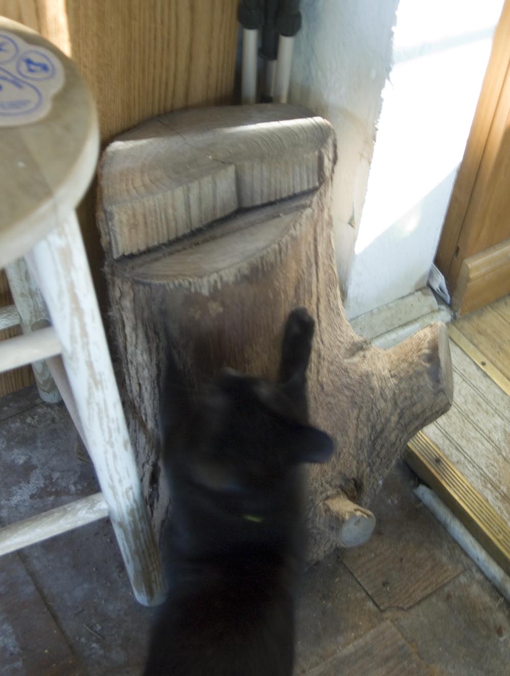 Cat scratching on log