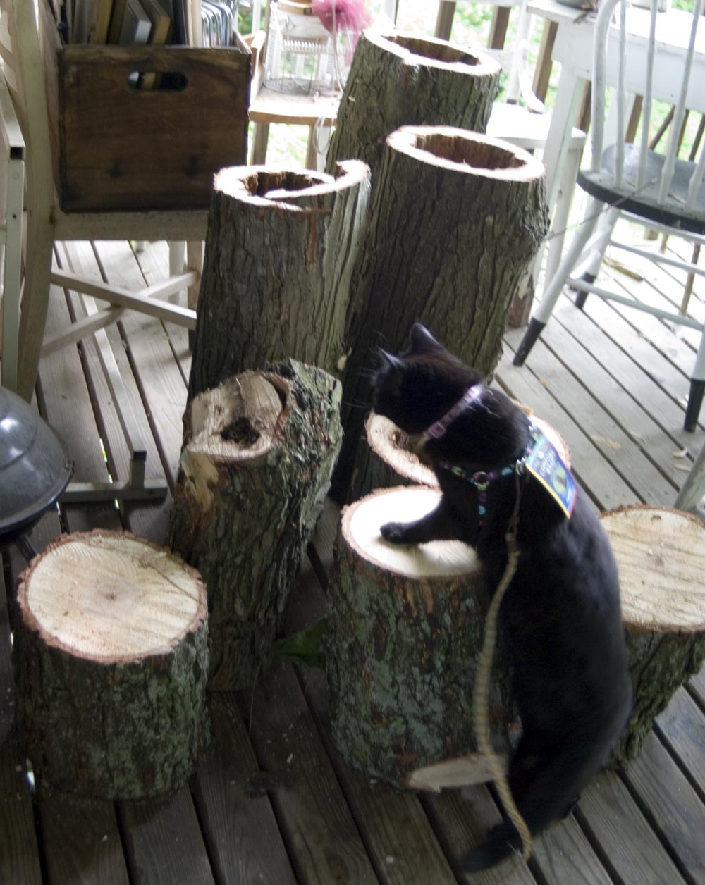 black cat with tree logs