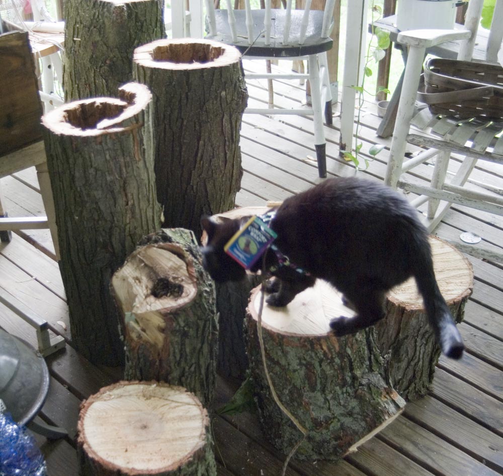 black cat on logs