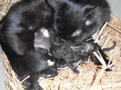 mama cat nursing kittens
