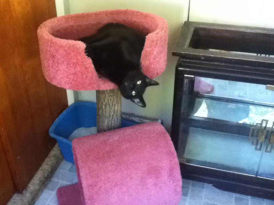 black cat in cat tree.