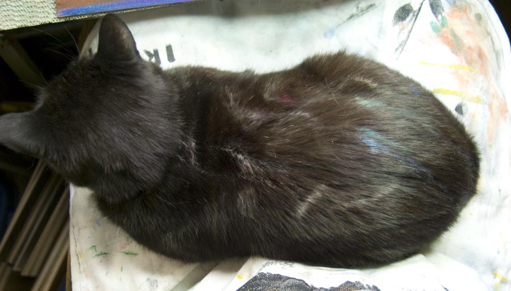 black cat with pastel in fur