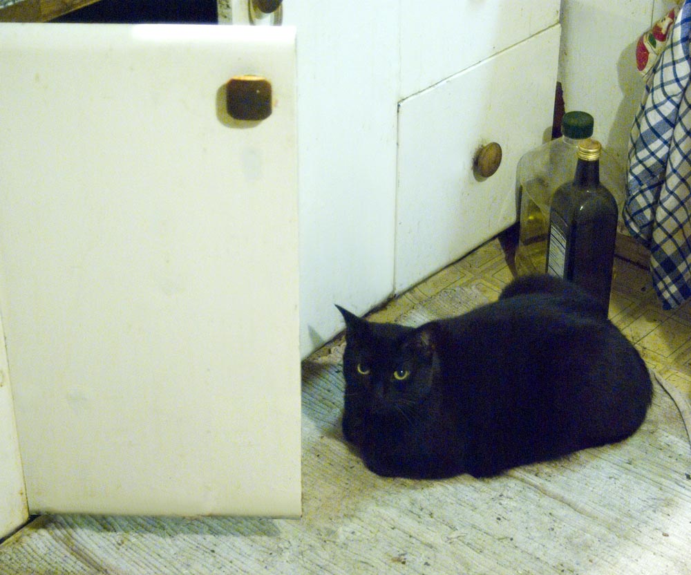 black cat watching cabinet
