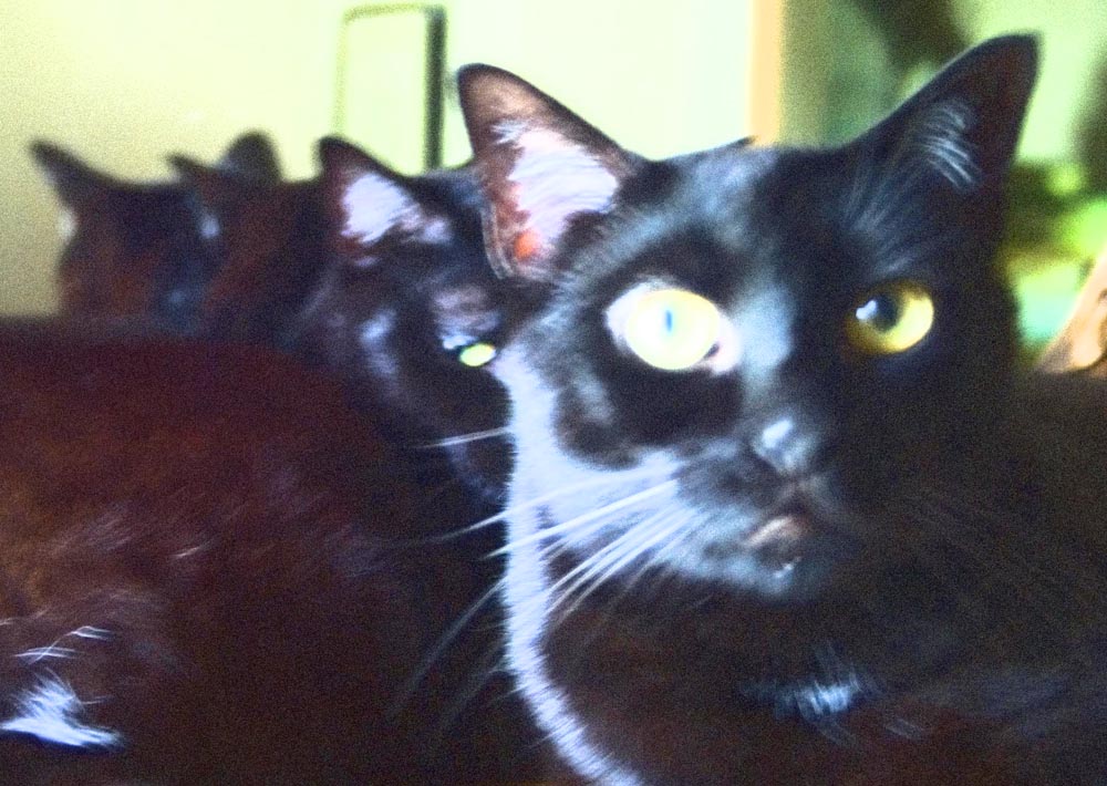 black cat with wild eyes