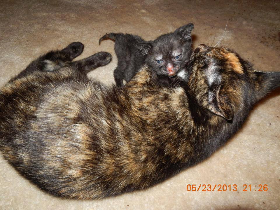 tortie cat with burned kitten