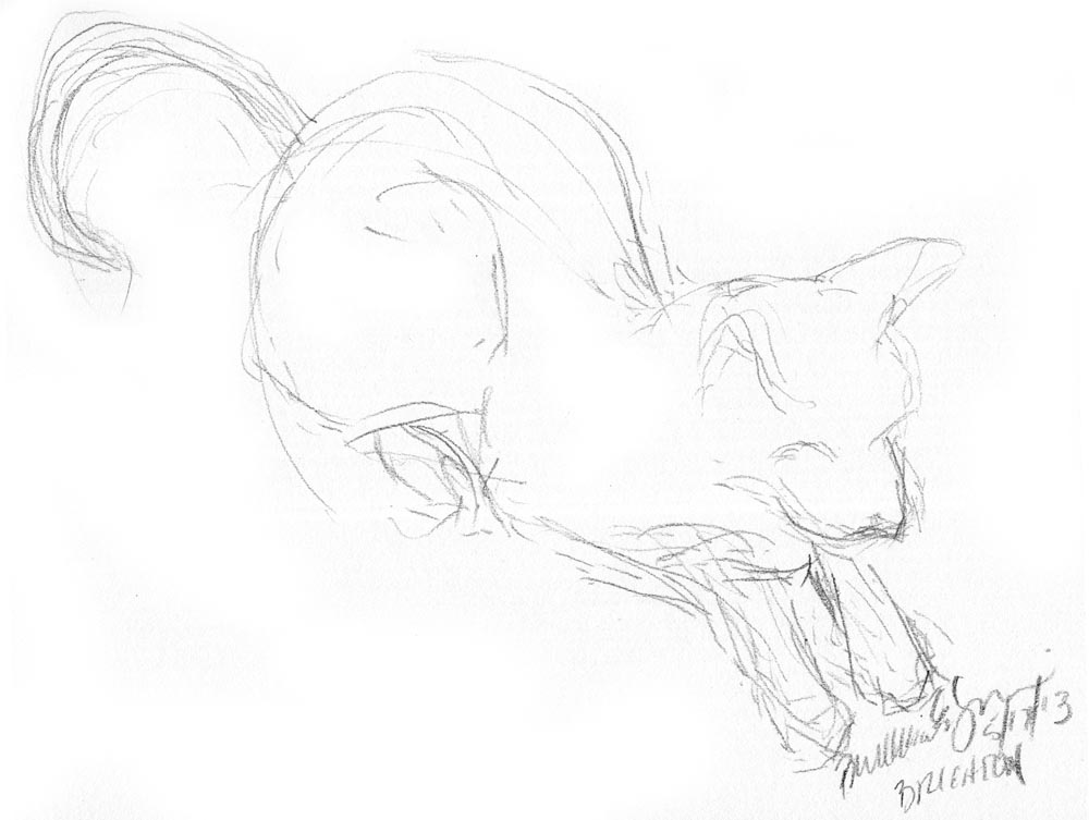 pencil sketch of cat