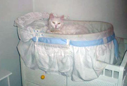white cat in baby carriage