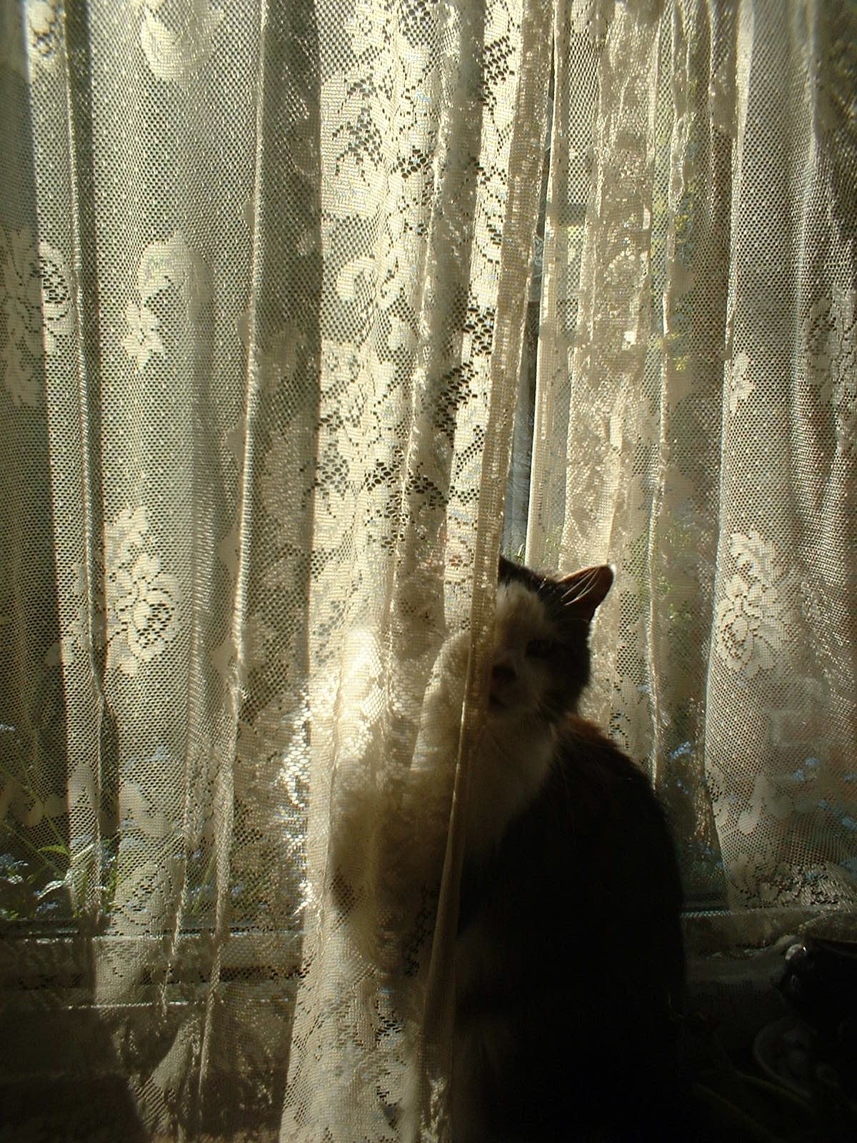 cat with lace curtain