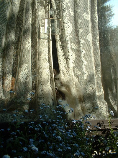cat with lace curtain