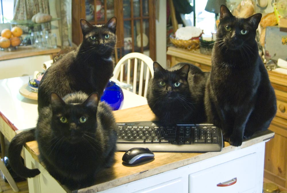 four black cats with computer