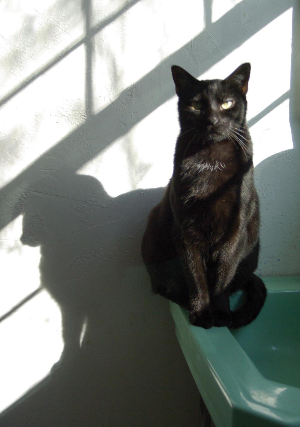black cat on green sink