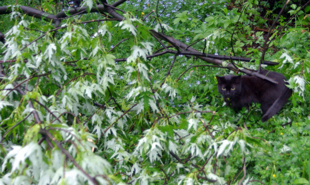 black cat in fallen tree