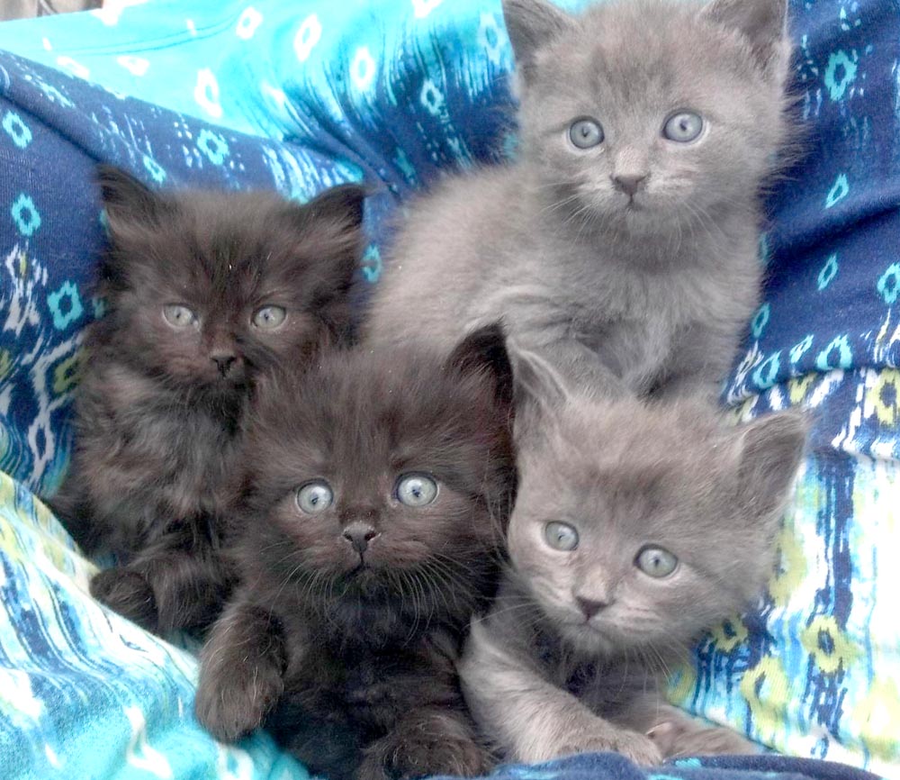 four kittens