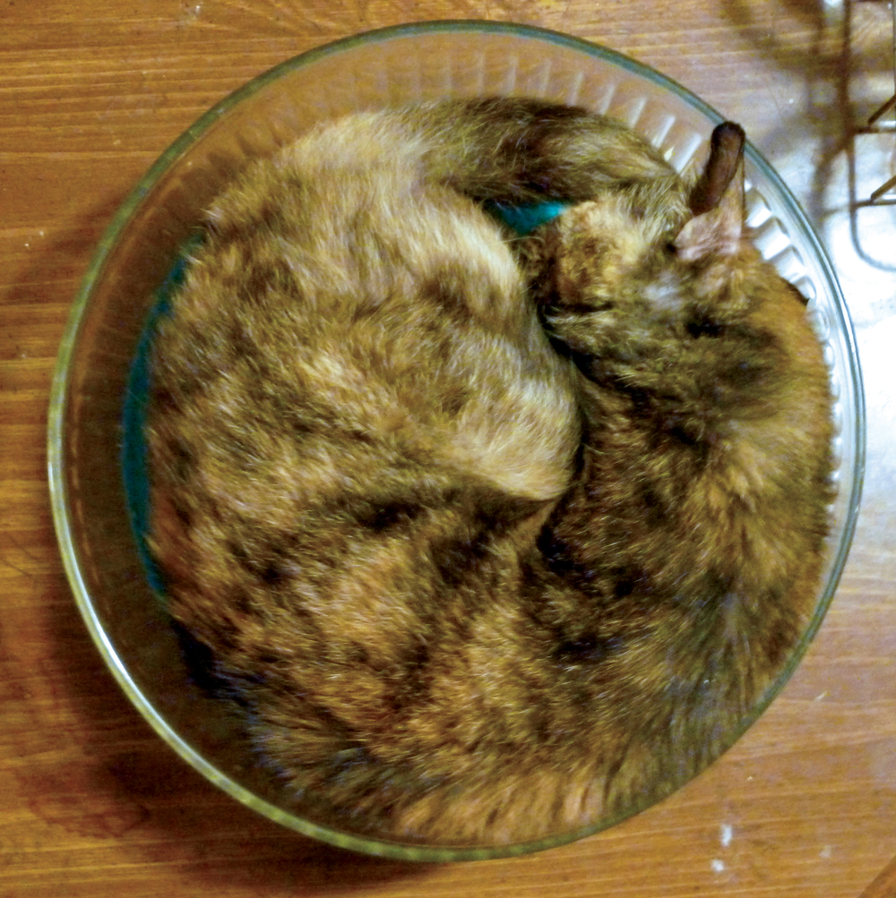tortoiseshell cat in salad bowl