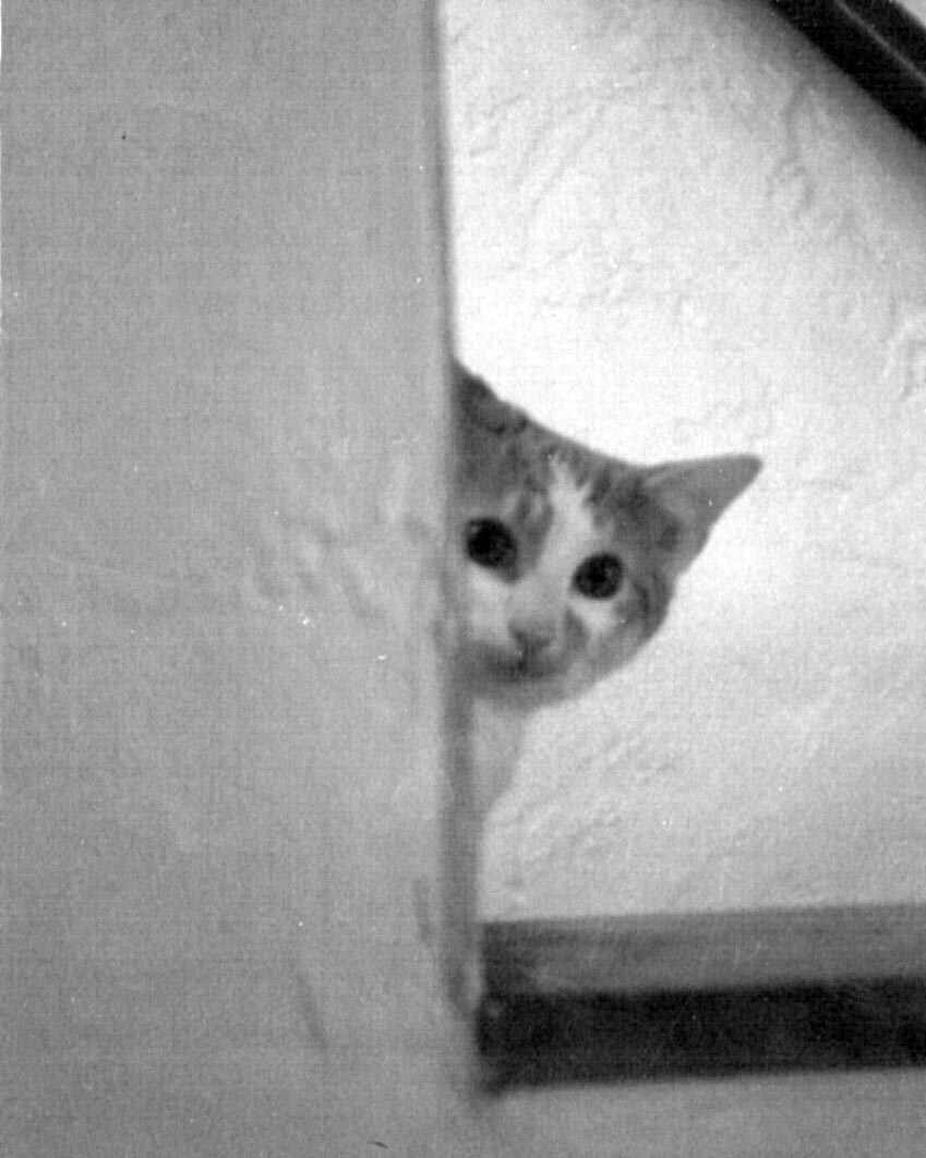 kitten peeking around corner