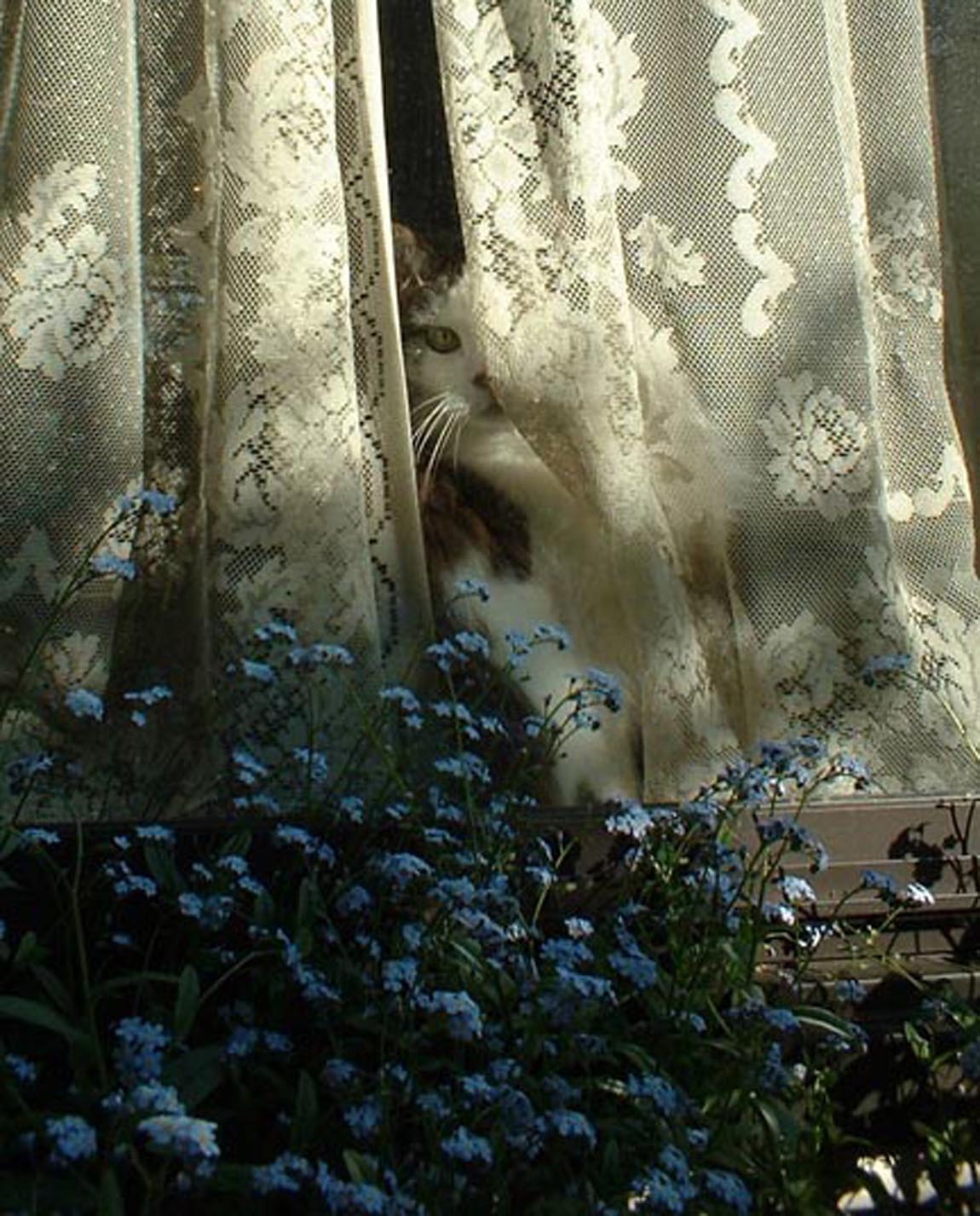 cat with forget me nots and lace curtain