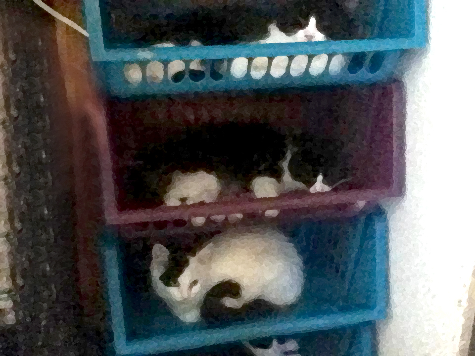 cats in bins